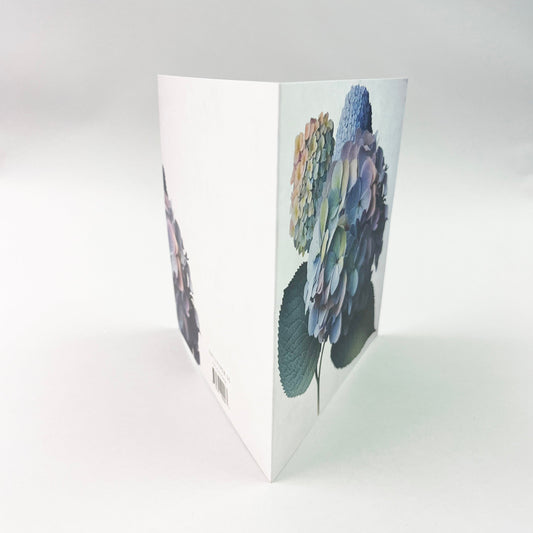 Hortencia - 10 kpl kirjekuoren kanssa