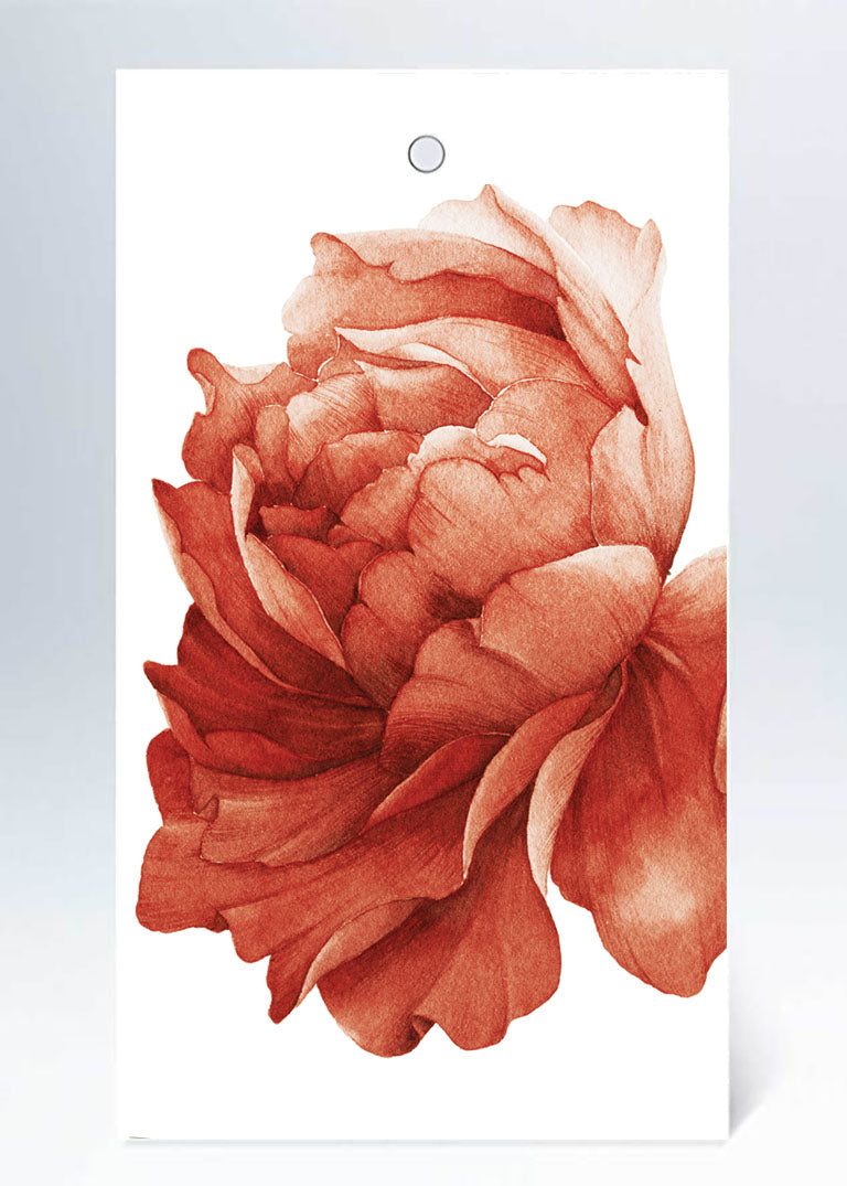 Tags röd pion i akvarell